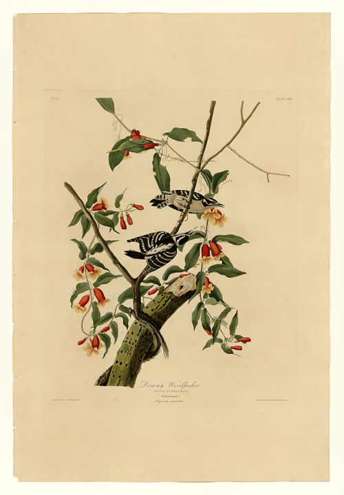 Plate 112 Downy Woodpecker, John James Audubon