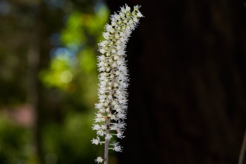 Actaea racemosa (Black Cohosh)