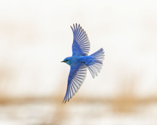 Mountain Bluebird (Sialia currucoides) © Don Delaney