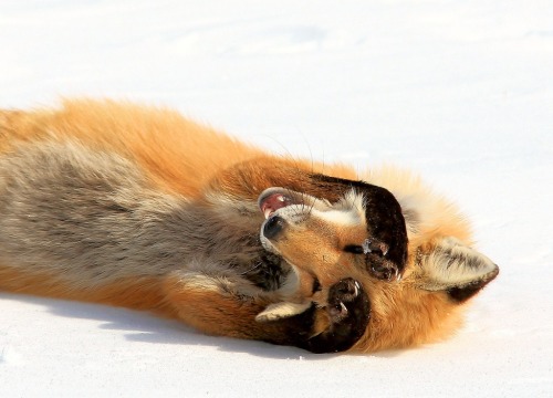 wolverxne:  Photographer  Jerry Hull captured these adorable images of this female Red Fox known as “Chloe” playing, stretching and sleeping in the snow.  