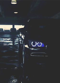 visualcocaine:  Vossen 