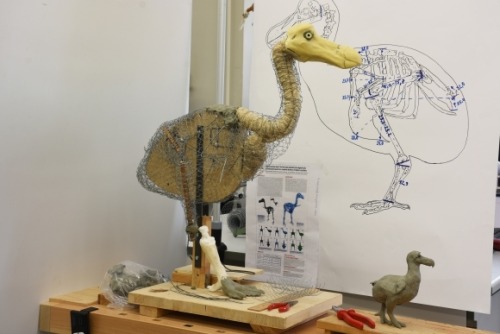 sixth-extinction:awesomlyautistic:sixth-extinction:Modern reconstruction of a dodo, created by zoolo