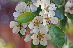 biodiverseed:  The Problem of Pollinating Pears While delicate and beautiful to the human eye, pear blossoms don’t do much to tickle the fancy of bees. They have a low nectar content, and are often shunned in favour of more abundant and attractive forage,