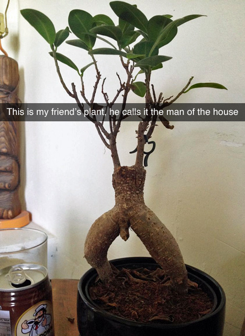 tastefullyoffensive:  [vegansaul]  I. Am. Groot.