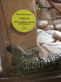 kaijutegu:  obeekris:  awwww-cute: Jimmy’s sign.. (Source: http://ift.tt/2BuqLXR)  @kaijutegu  We have a beaded lizard at the Lincoln Park Zoo who likes to shove her face into the waterfall that’s part of little arroyo in their enclosure… she needs