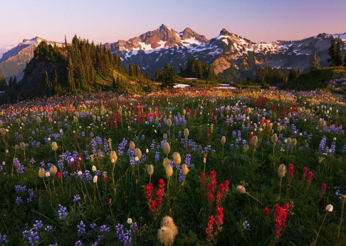drxgonfly:  Ethereal Bloom Mt. Rainier, Washington (by Alan Howe)  Knew what this was before I saw the caption ❤️😍