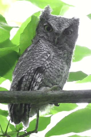 Eastern Screech-Owl (Northern) - ML474879, Jay McGowan
