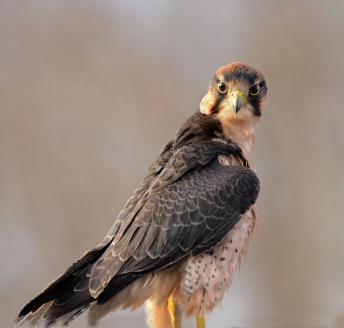 avianeurope: Lanner Falcon (Falco biarmicus) >>by Lew Scharpf via tinamotta.tumblr.com