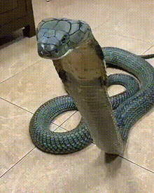 darkinternalthoughts:  coldtofire: h0odrich: me being nice to old friends  No.  This needs a graphic for “How to pet your snake”Back of neck ✔️Top of head ❌  Sssssssssseriously? No sssssssssssnek puns?  Ssssssssssso sssssssssssssad.