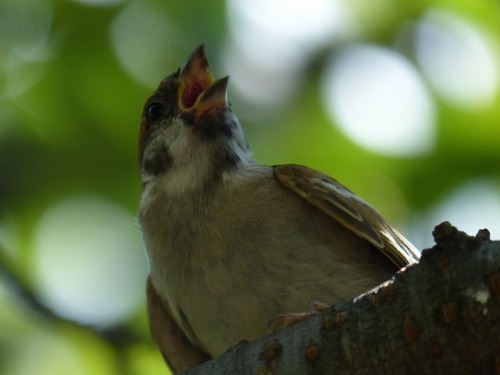 town-sparrow: スズメ　Eurasian tree sparrowTown Sparrow ～ 街のすずめ　ArchiveTown Birds ～ 街の鳥  Archive