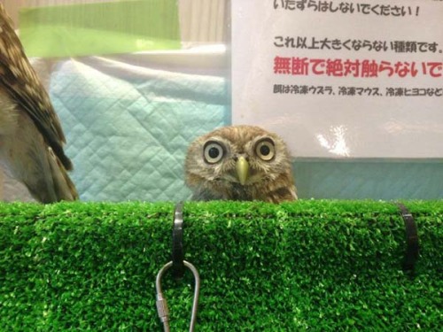 and-then-sara: catsbeaversandducks: Owl Cafe: Because Owls are Flying Cats Japan is known for it&rsq