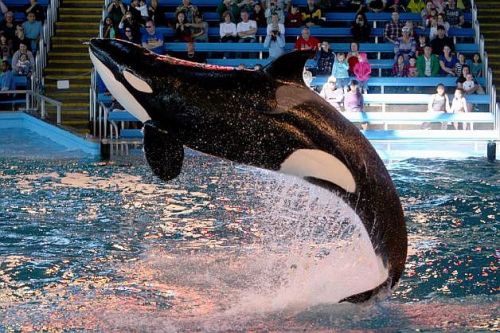 Gender: MalePod: N/APlace of Capture: Born at SeaWorld of FloridaDate of Capture: Born on June 22, 1