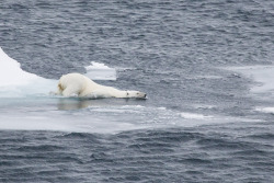 lauren:  This was a great bear. We spotted her at 78° 58’N, South of Franz Josef Land in the Russian Arctic. She wandered, gazed into melt pools, jumped and swam between ice floes, rolled around in the snow to dry off, posed for our cameras and then