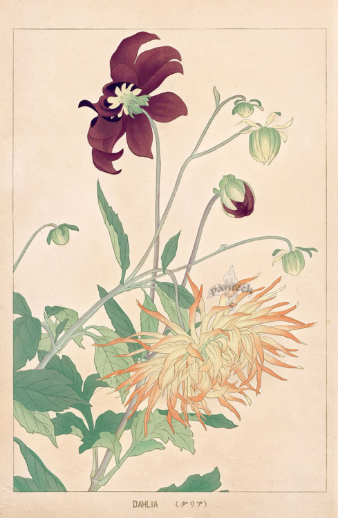 fujiwara57: “Flowers of Japan“ deChigusa Sōun 千種掃雲 (1873 - 1944).Source :panteek