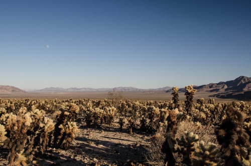 Moonrise over Cholla Cactus Garden, Joshua Tree Nation Park. @JoshuaTreeNP @NatlParkService