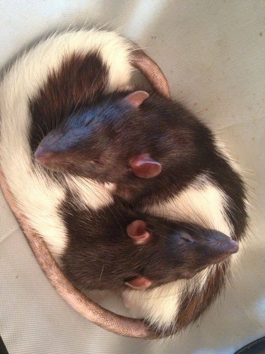 rattiefluffs: Just Pinned to RattieFluffs: My rats: Boo and Blinkin napping http://ift.tt/2G8BiIz