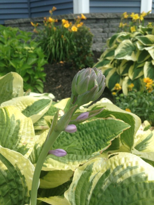 7.14.16 - Hosta flowers blooming in Portsmouth, NH.