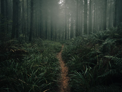 ardley: The Quantock Hills, Somerset UK 2020 (Series overview)Photographed by Freddie Ardley