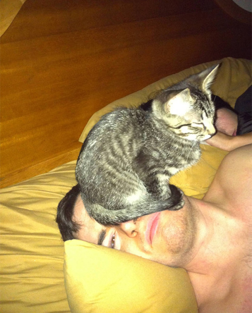 deducecanoe:  awesome-picz:  Cats That Don’t Care About Your Personal Space  Accurate portrayal of my life. 