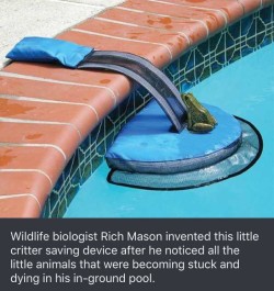 dashbeardconfessional: awesomacious: Critter Pool Ramp  this is jUST THE BEST 