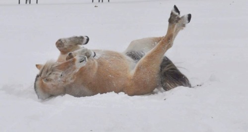 lifewithanorwegianfjord:  fjords in the snow are the cutest fucking thing 