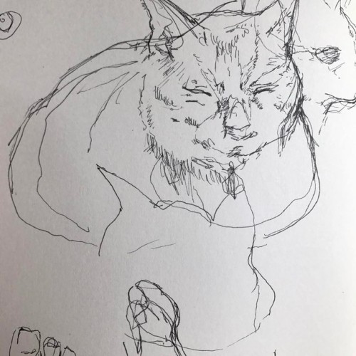 Gale and Toes #gale #cat #cats #sketch #sketching #sketchbook #animal #animalcompanion #draw #drawin