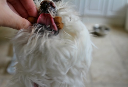 Happy national dog biscuit day!