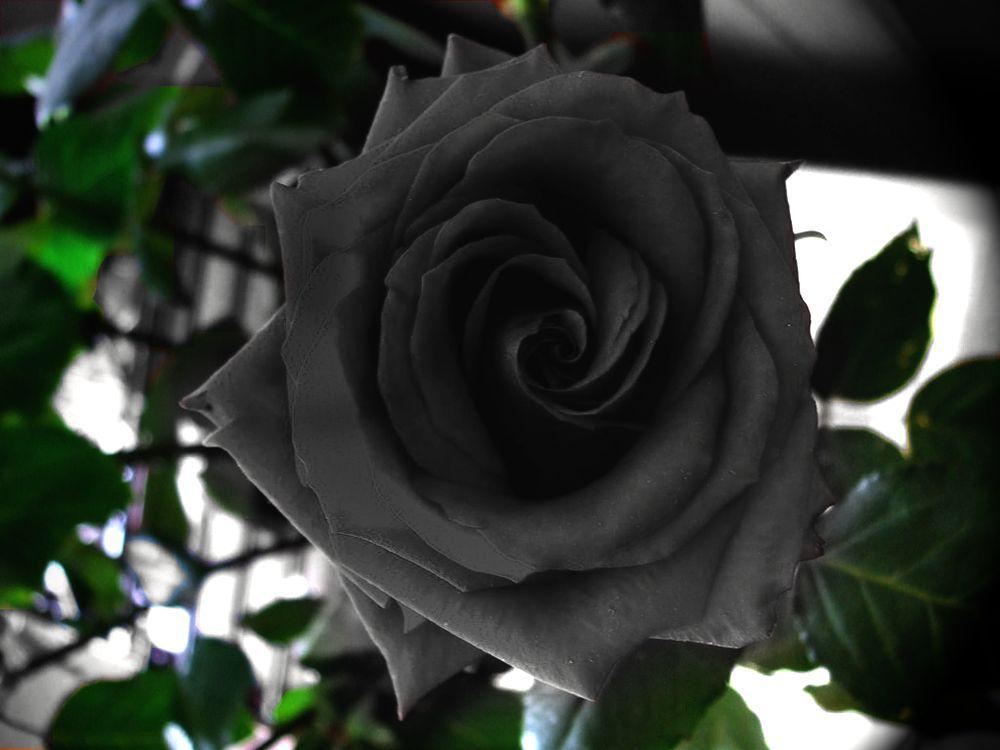 sixpenceee:  Pure black roses do exist. The roses appear to be completely black,