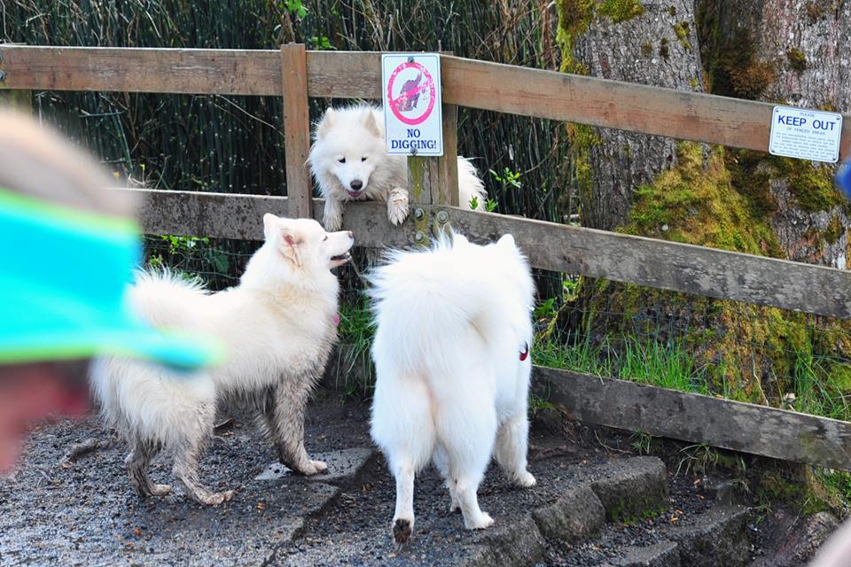 skookumthesamoyed:Marymoor Samoyed Meetup 4/4/15 (x)