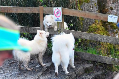 Porn skookumthesamoyed:Marymoor Samoyed Meetup photos