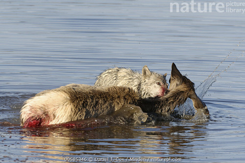 sisterofthewolves: Wolves hunting female elk (Cervus elaphus) crossing river, Alum Creek, Yellowston