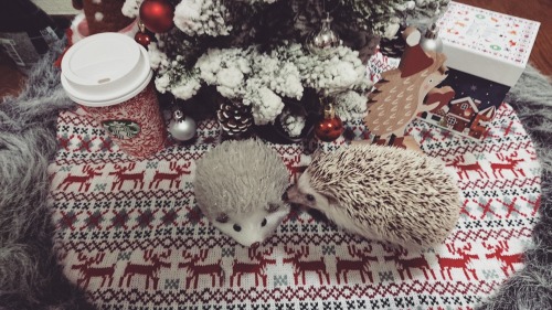 ❄❄❄On the first day of Christmas my true love gave to me A hedgehog under a Christmas tree ❄❄❄