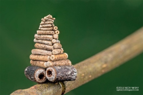 the-man-who-sold-za-warudo:oemmeo:sixpenceee:Bagworm moth caterpillar collects and saws little stick