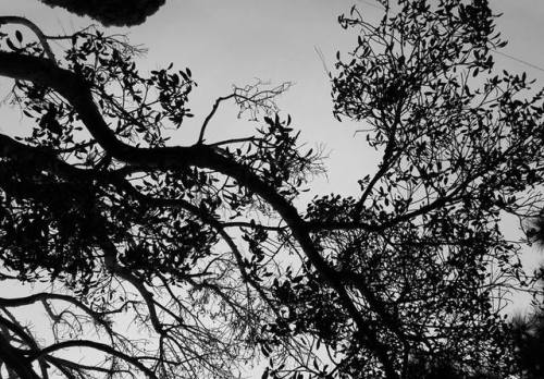 spectral-insomnia: “Eternal Funeral Season”   Photography by W. Gonxalez (own) This tree is absolutely magnificent. 