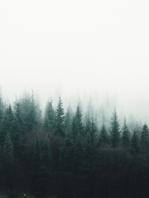 dpcphotography:Fog and Forest