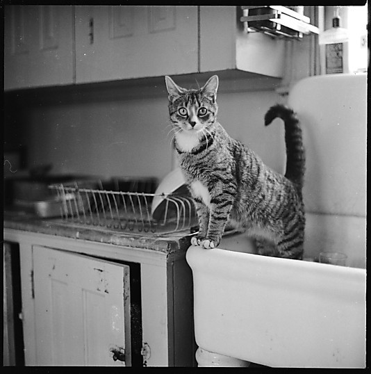 hydeordie:
“ From Walker Evans series 12 Portraits of a Cat, 1940s-50s.
These pictures are 2.25” x 2.25”. Roughly the size of your phone screen. Walker Evans was the original instagrammer of his pets.
”