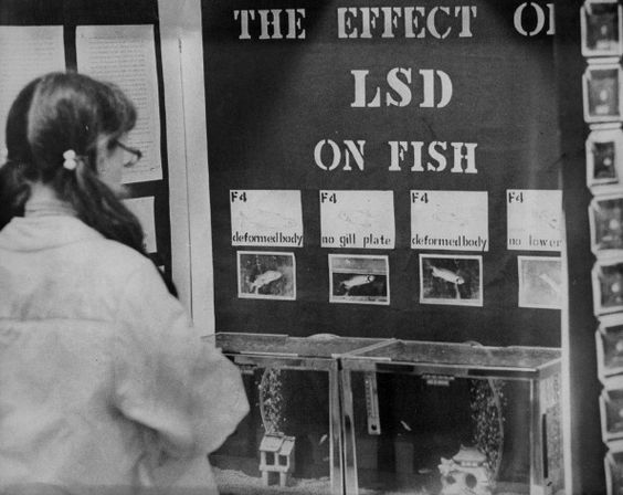 historicaltimes:  ‘The Effects of LSD on Fish’, a science fair project submitted