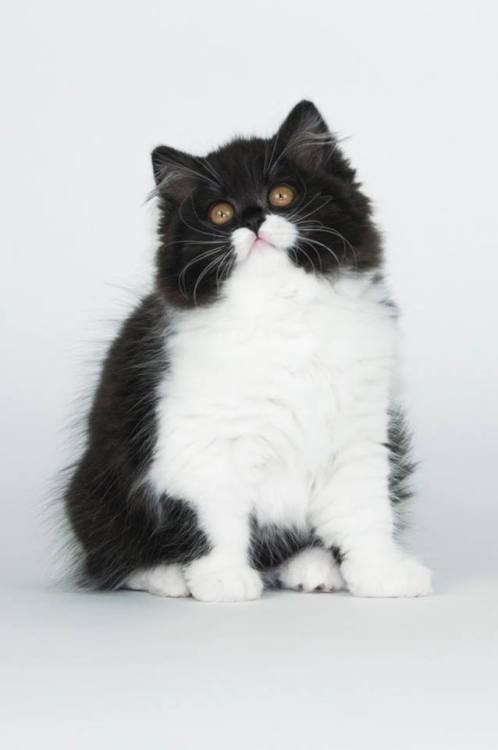 scottishstraight: Fluffy penguin :3© “My Happiness” cattery