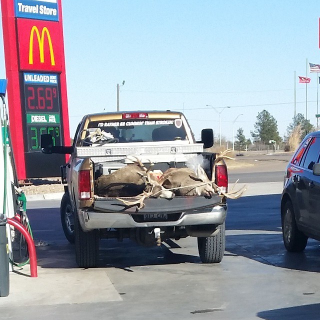 heckmankcco:  Apparently I need to go for Whitetail in Kansas.