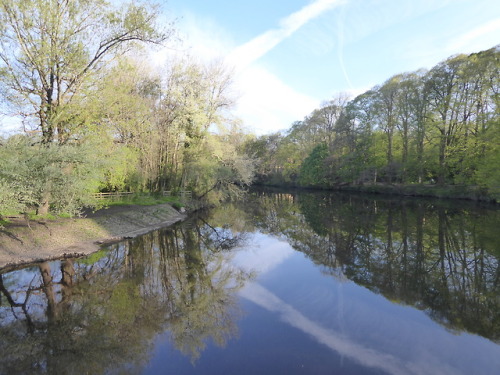 Happy May Day!Glorious walk into work this morning, through almost 4 miles of unbroken parkland alon