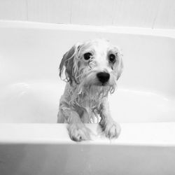 Bernie gets a bath. by wendyfiore