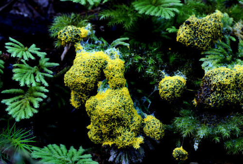 Yellow slime mold. by volvob12b on Flickr.