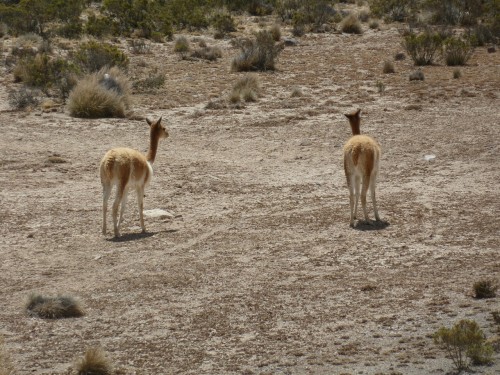 Vikunjas - Anden-Hochplateau near Arequipa - Peru 2012