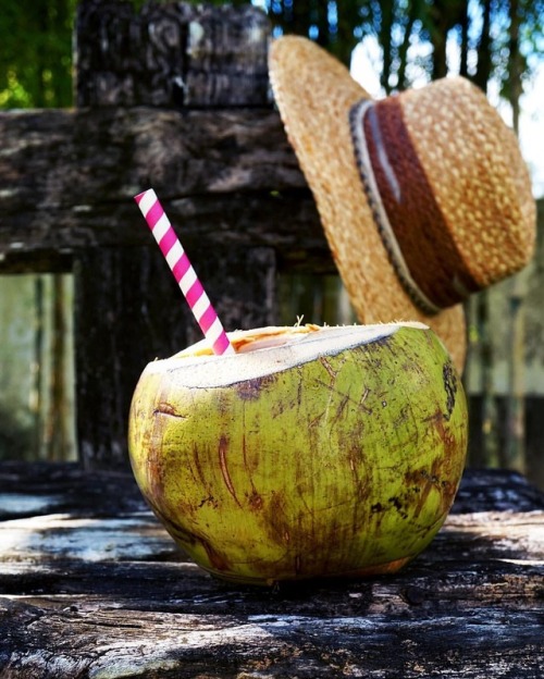 Fresh coconuts every day…. what else do you need in life 🌞💁🏻🌴
#summervibes #delicious #yummy #healthy #healthyfood #healthychoice #healthyeating #cleaneating #vegan #drink #coconut #love (hier: Villa Lumi)