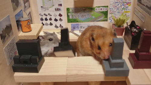 the-vortexx:  Hamsters as shopkeepers!  