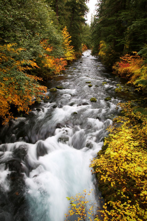 Salmon Follow