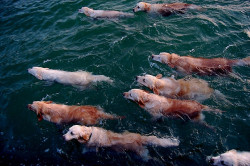 gabrielsaunteredvaguelydownwards:   Ahh, the migration of the rare golden retriever fish. What a rare and beautiful sight in nature.   