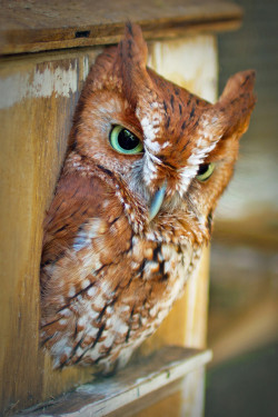 0ce4n-g0d:  Owl with Green Eyes | Barbara Motter  i don&rsquo;t know why this made me giggle