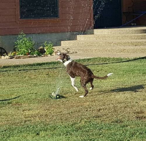 catsbeaversandducks:“That moment when your puppy drags the sprinkler through the doggie door. Good t