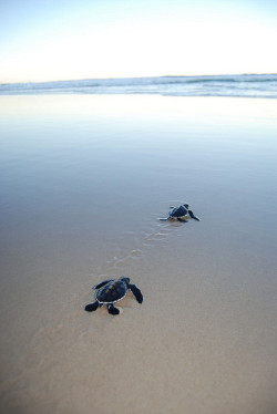s4lvage:  Green turtle release, Pippi Beach, Yamba_DSC_0319_280409 by npwsnorthernmarine on Flickr. 
